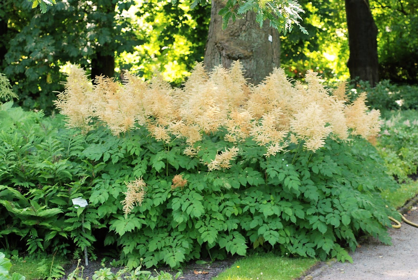 Aruncus Plume Seeds