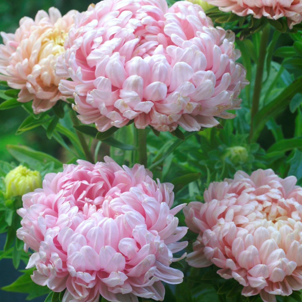 Aster Peony Duchess Seeds