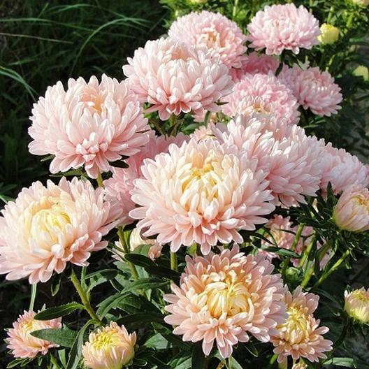 Aster Peony Duchess Seeds