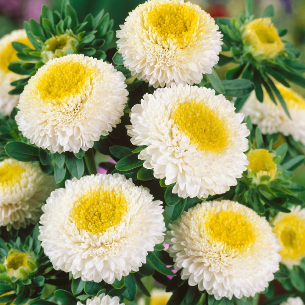 Aster Tall White Pompon Seeds