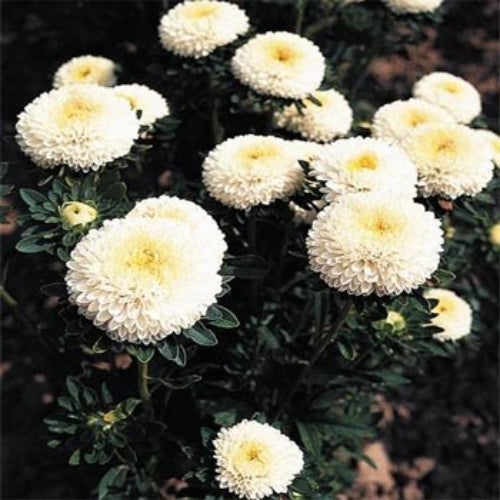 Aster Tall White Pompon Seeds