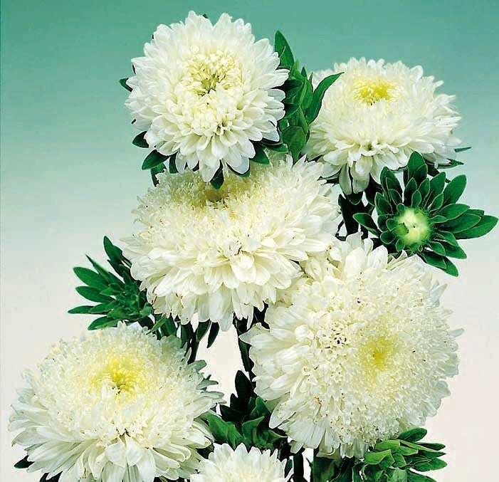 Aster Tall White Pompon Seeds