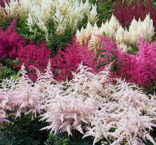 Astilbe Arendsii Bunter Mixed Color Seeds