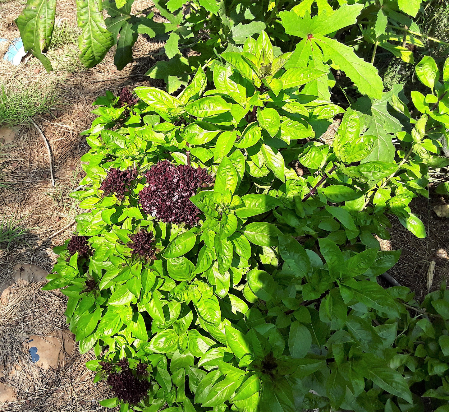 Basil, Cardinal Basil Seeds