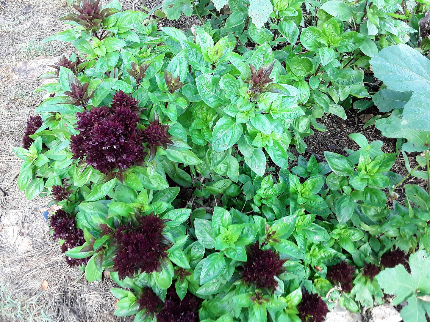 Basil, Cardinal Basil Seeds