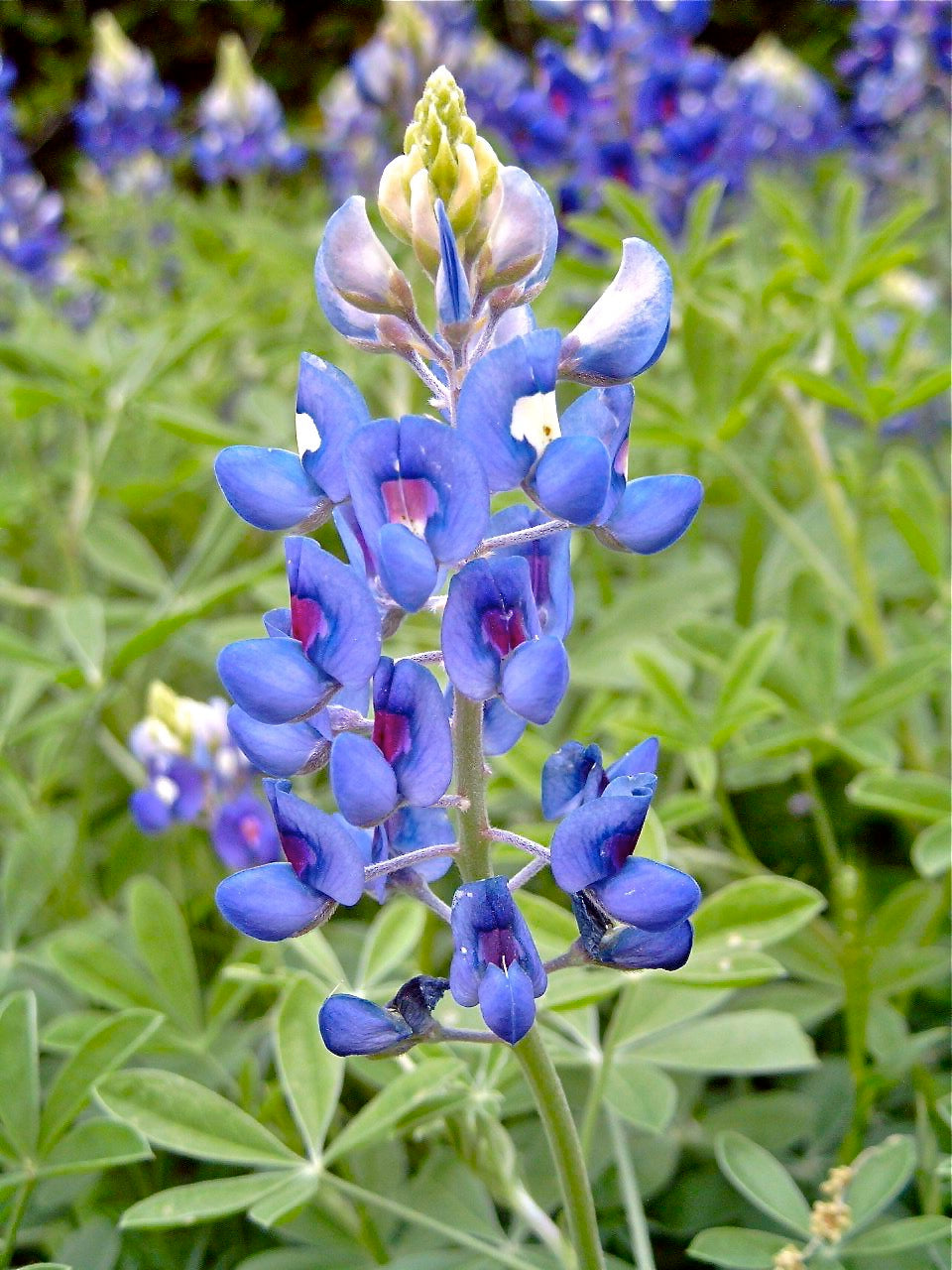 Bluebonnet, Texas Bluebonnet Seeds