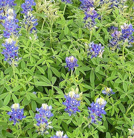 Bluebonnet, Texas Bluebonnet Seeds