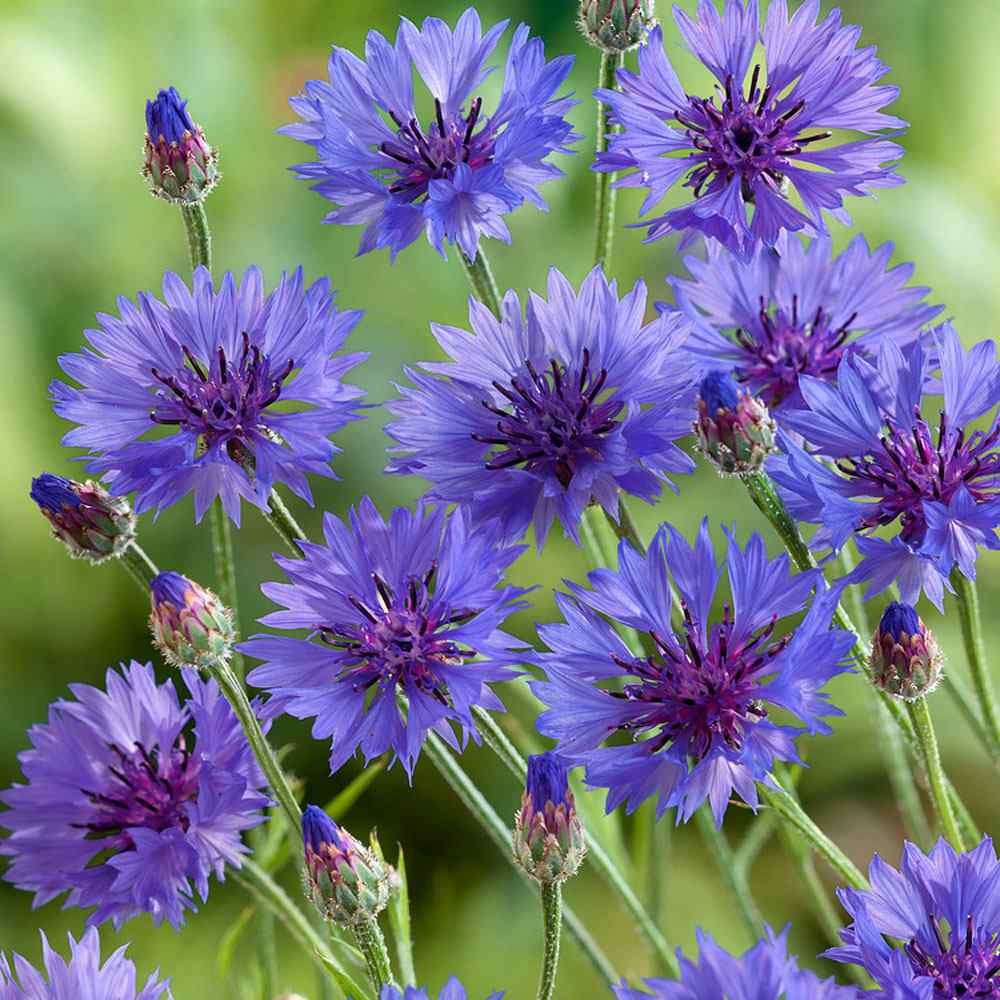 Bachelor Button, Tall Blue Cornflower Seeds