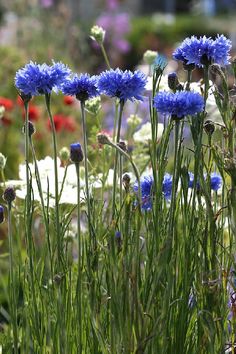 Bachelor Button, Tall Blue Cornflower Seeds