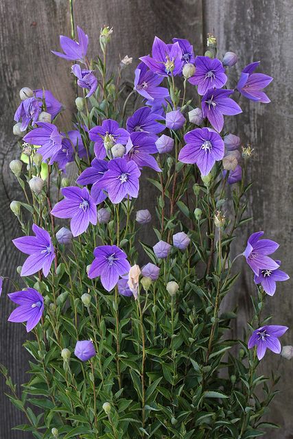 Balloon Flower Seeds – Gran’s Garden Seeds