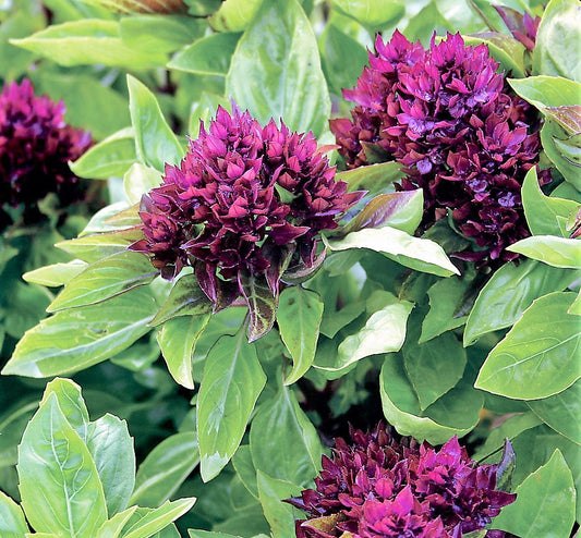 Basil, Cardinal Basil Seeds