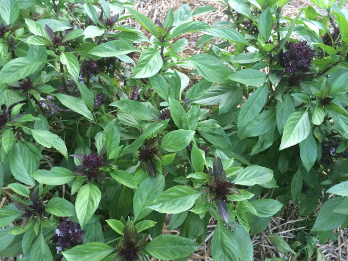 Basil, Cardinal Basil Seeds