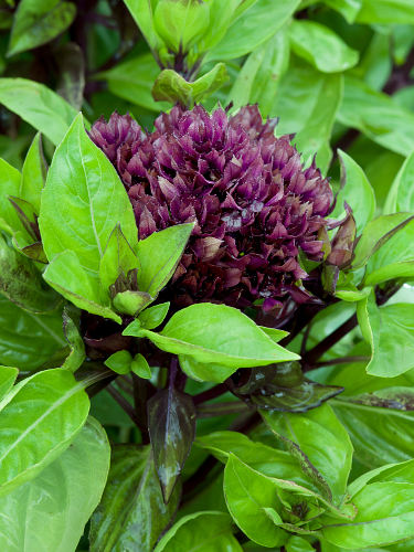 Basil, Cardinal Basil Seeds