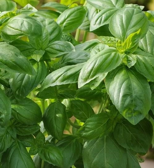 Basil, Genovese or Sweet Basil Seeds