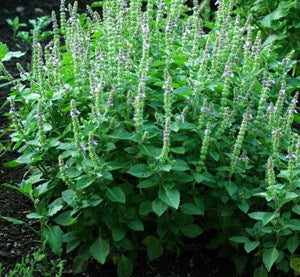 Basil, Holy Basil Seeds