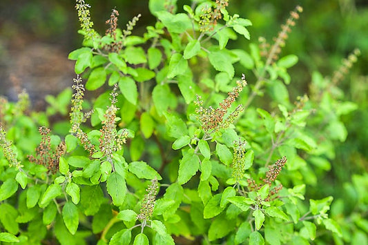 Basil, Holy Basil Seeds