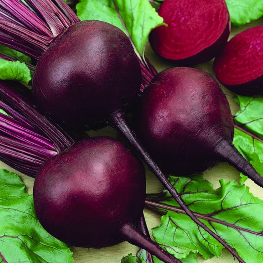 Beet Seeds, Organic Detroit Dark Red Beet