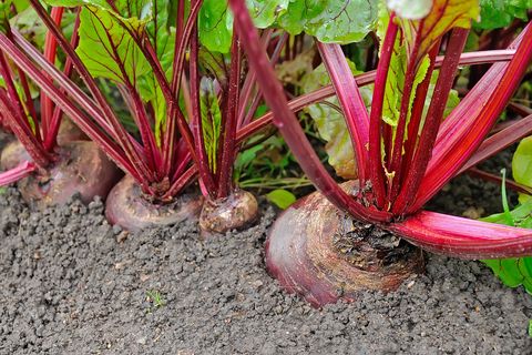Beet Seeds, Organic Detroit Dark Red Beet