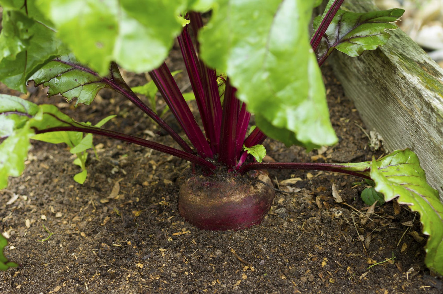 Beet Seeds, Organic Detroit Dark Red Beet