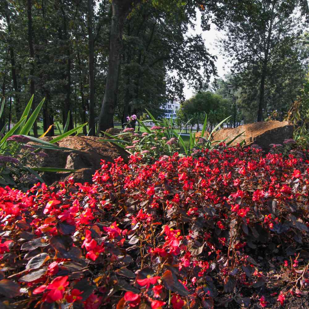 Begonia, Red Wax Begonia Seeds