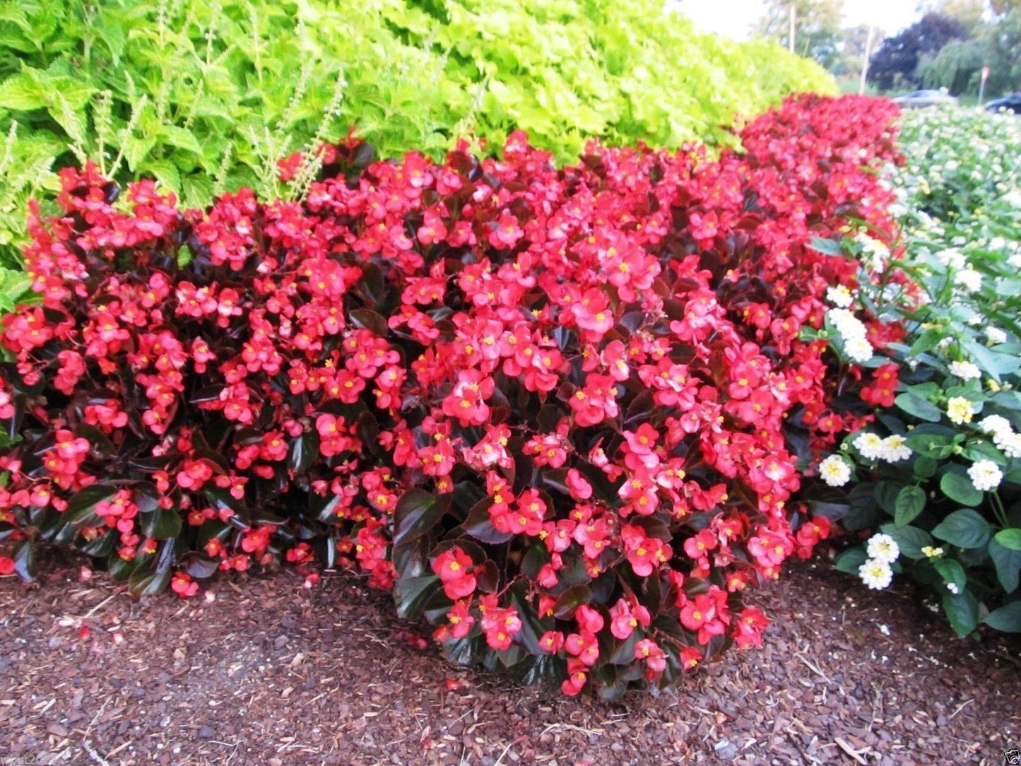 Begonia, Red Wax Begonia Seeds