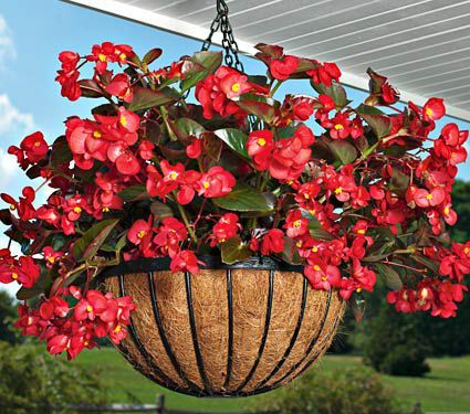 Begonia, Red Wax Begonia Seeds