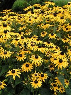 Black-Eyed Susan Yellow Wildflower Seeds
