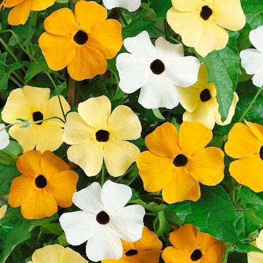 Black-Eyed Susan Vine Seeds