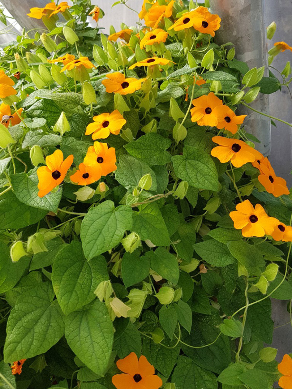 Black-Eyed Susan Vine Seeds