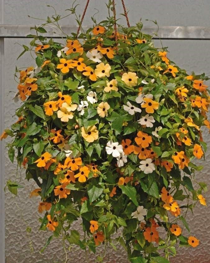 Black-Eyed Susan Vine Seeds