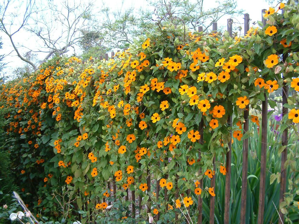 Black-Eyed Susan Vine Seeds
