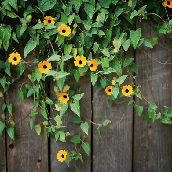 Black-Eyed Susan Vine Seeds