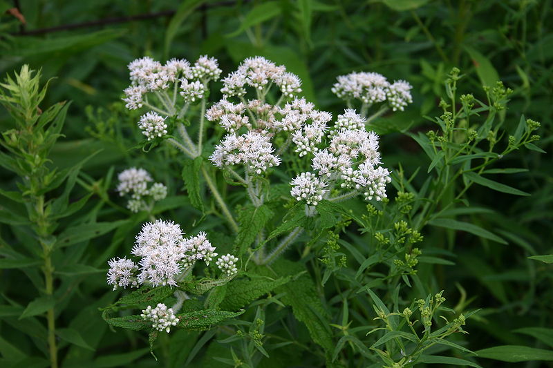 Boneset Herb Seeds, Common