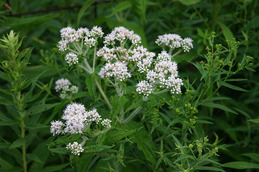 Boneset Herb Seeds, Common