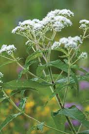 Boneset Herb Seeds, Common