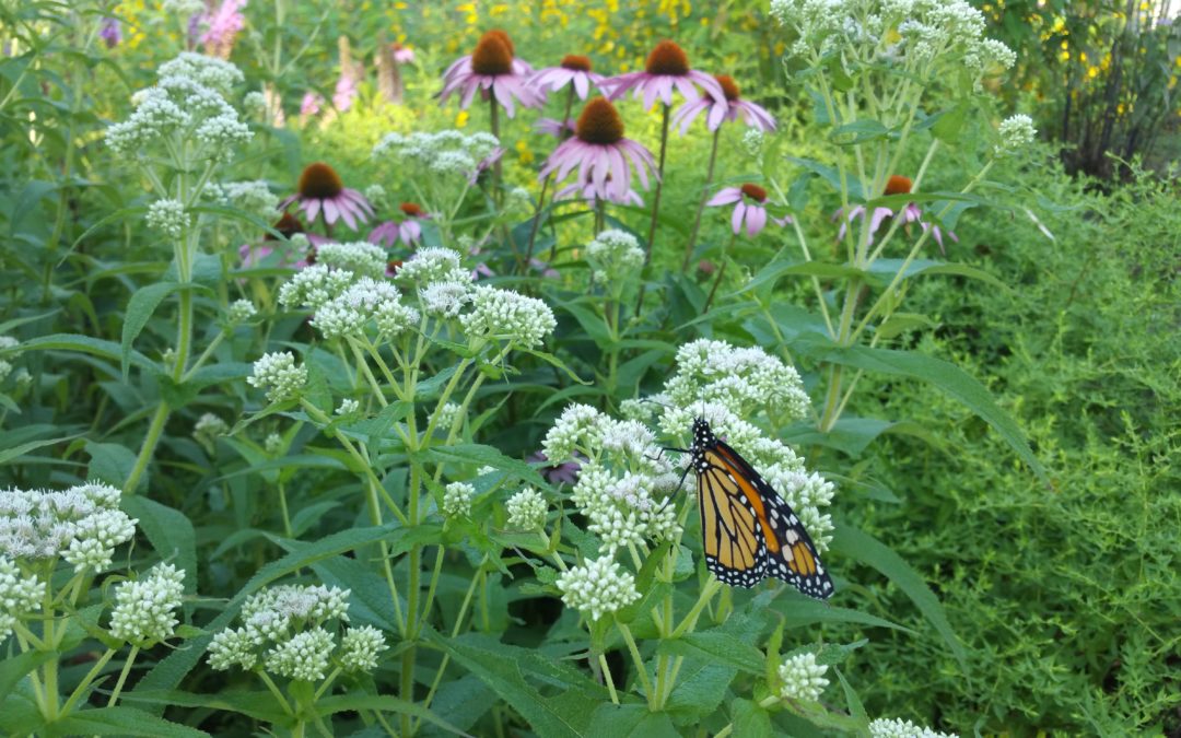 Boneset Herb Seeds, Common