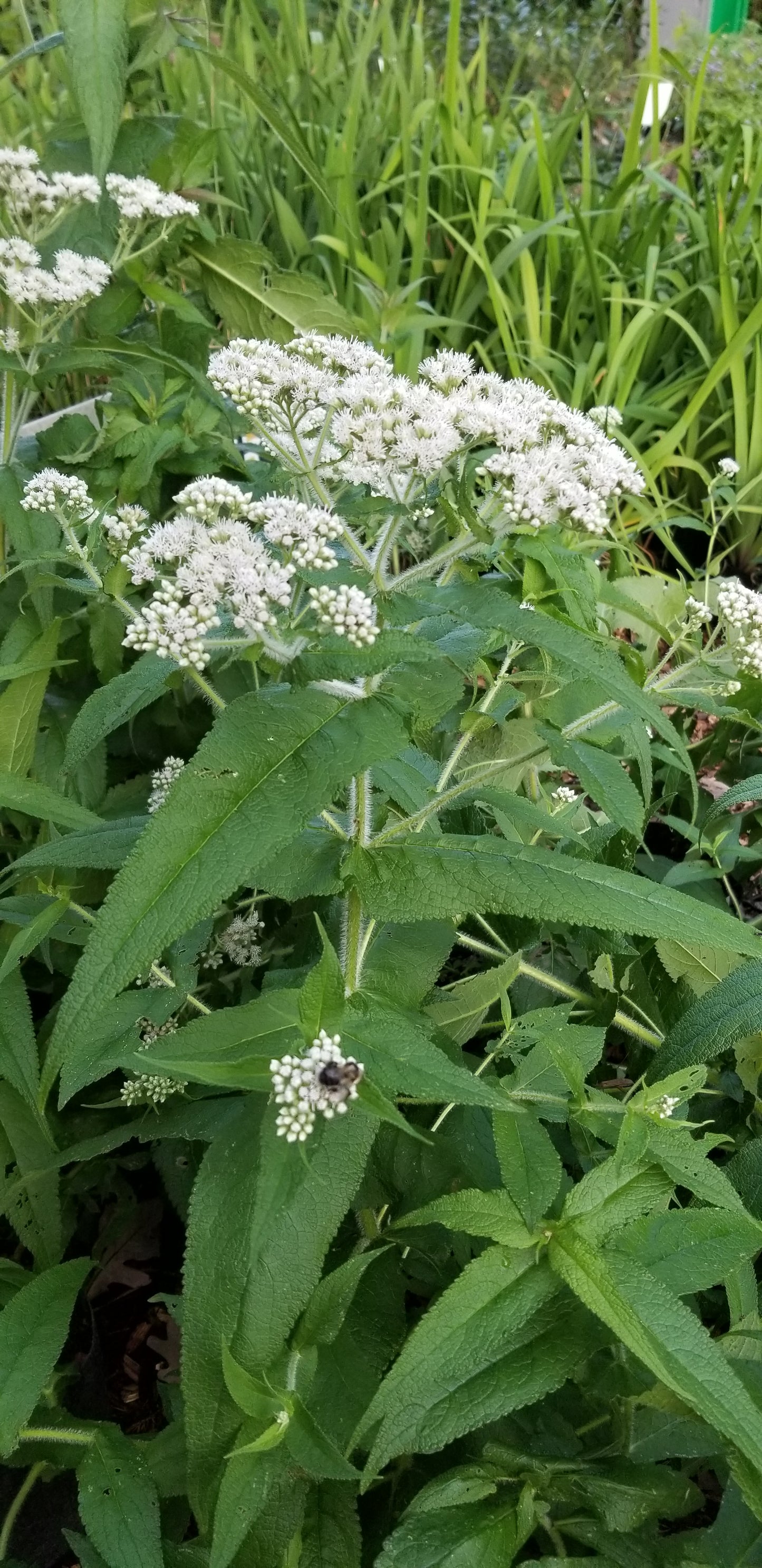Boneset Herb Seeds, Common