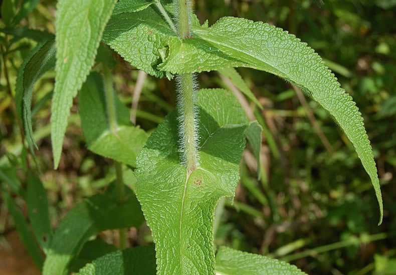 Boneset Herb Seeds, Common