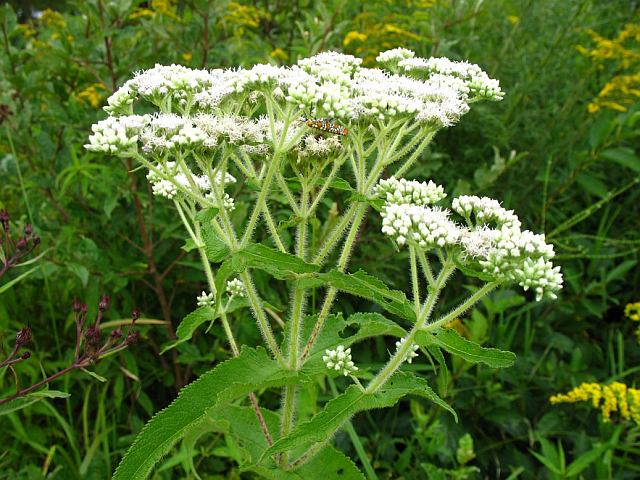Boneset Herb Seeds, Common