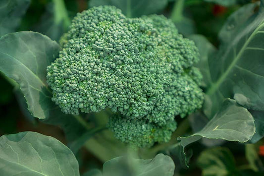 Broccoli, Organic Green Sprouting Calabrese Broccoli Seeds