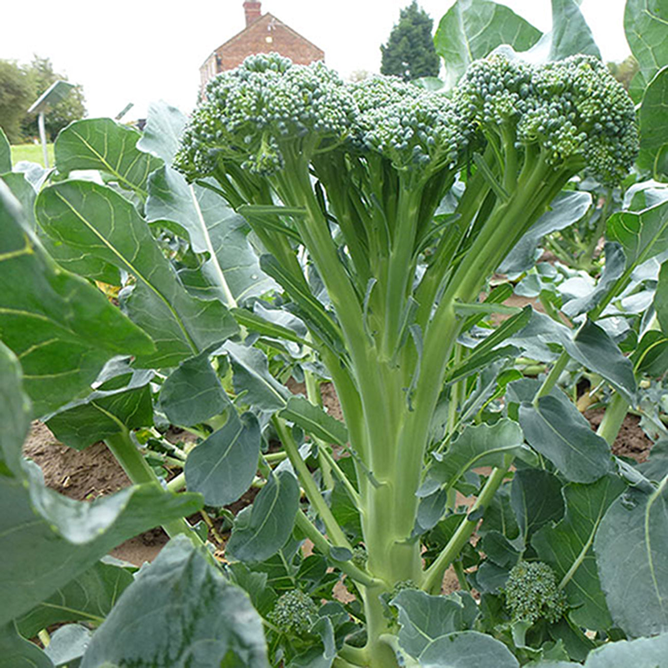 Broccoli, Organic Green Sprouting Calabrese Broccoli Seeds
