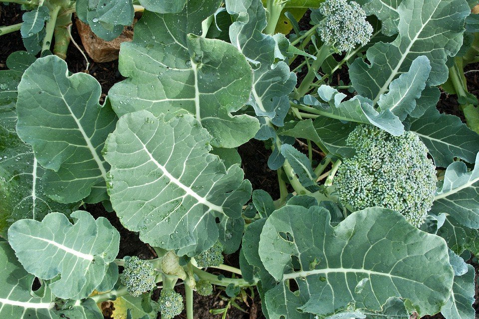 Broccoli, Organic Green Sprouting Calabrese Broccoli Seeds