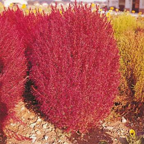 Burning Bush Kochia Seeds