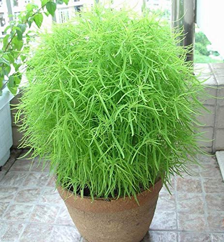 Burning Bush Kochia Seeds