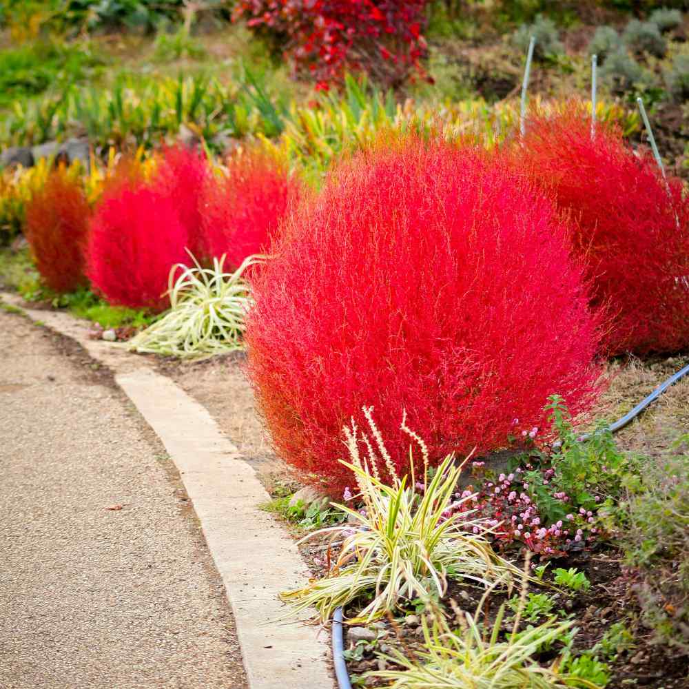 Burning Bush Kochia Seeds
