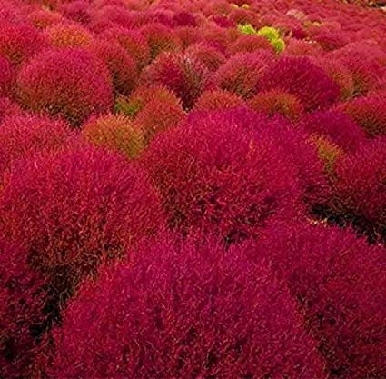 Burning Bush Kochia Seeds