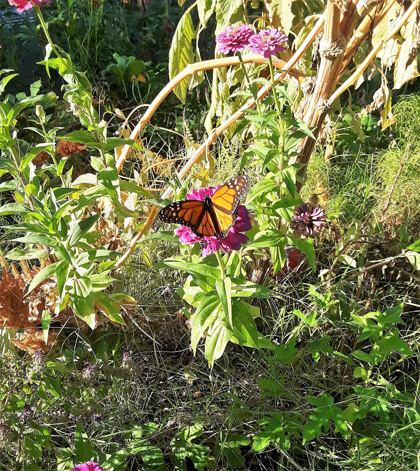 Butterfly Garden Mixed Flower and Herb Seeds