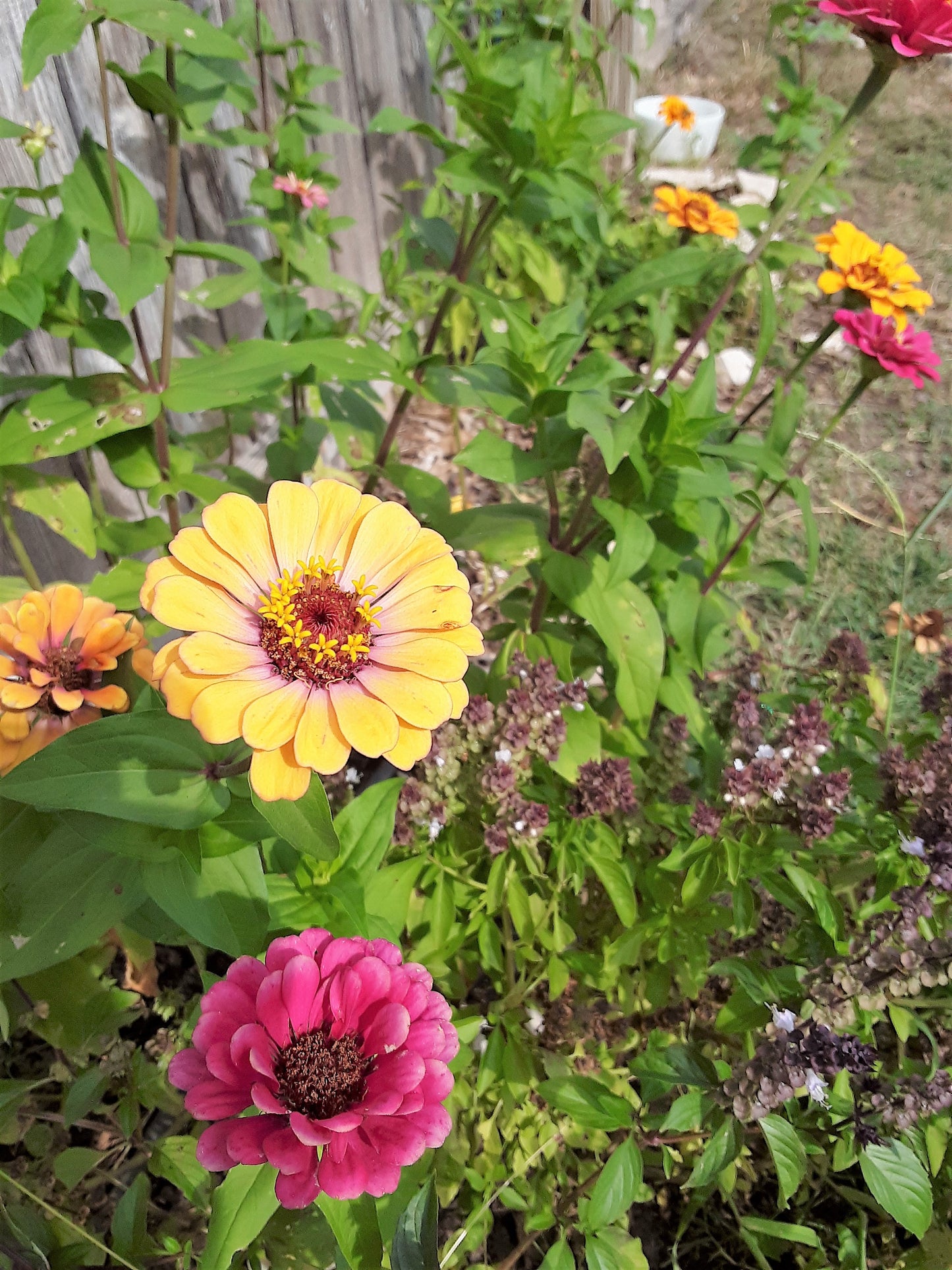 Butterfly Garden Mixed Flower and Herb Seeds