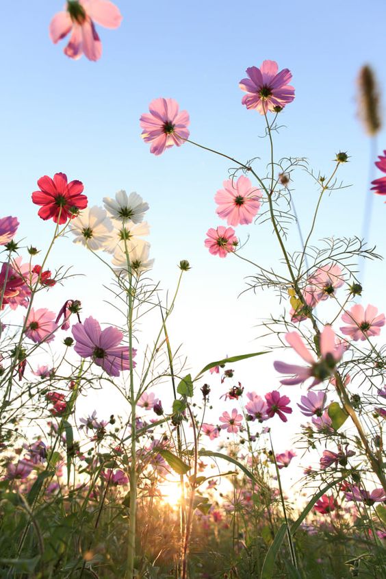 Butterfly Garden Mixed Flower and Herb Seeds