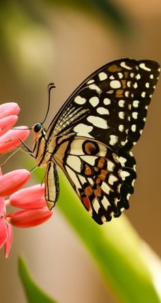 Butterfly Garden Mixed Flower and Herb Seeds
